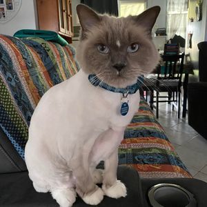 Meet your Posher, Kaz